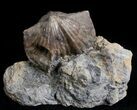 Platystrophia Brachiopod Fossil From Kentucky #6624-1